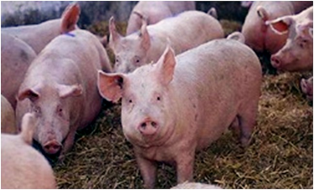Gylle fra blot 61 grise dækker dit el-forbrug