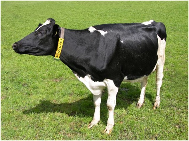 Gylle fra blot én ko dækker dit el-forbrug