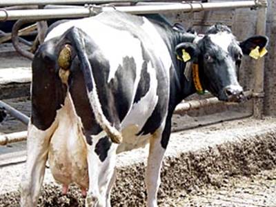 Mog fra en ko giver 3.500 kWh pr aar, hvilket svarer til 350 l fyringsolie