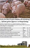 Gylle fra blot 61 grise kan dkke dit el-forbrug!